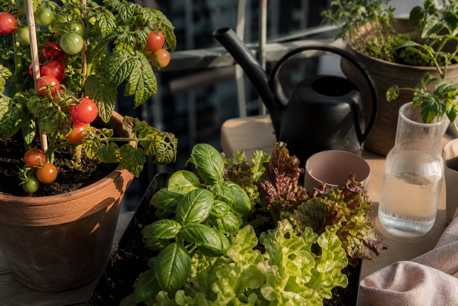 Plantes comestibles en pot sur balcon avec tomates cerises et basilic
